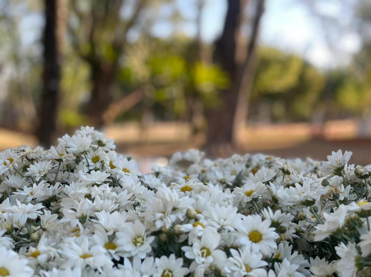 ピラシカーバ Casa De Campo Magnificaヴィラ エクステリア 写真